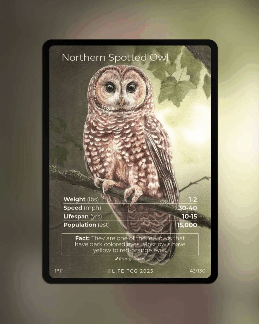 Display Life TCG Edition 2 - les oiseaux - 36 boosters – Image 5