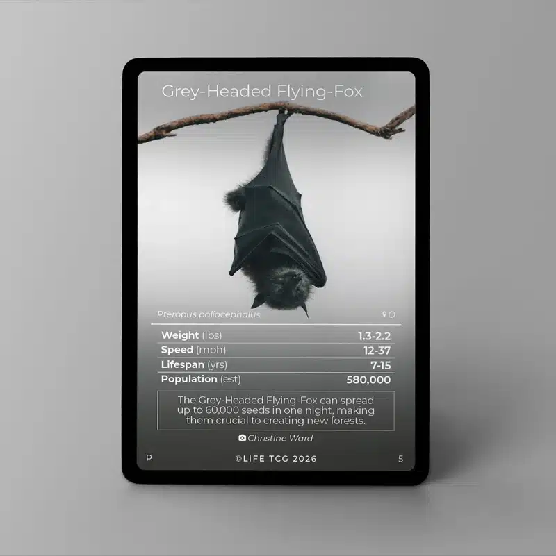 Carte photographie Renard Volant à Tête Grise LIFE TCG – Image 3